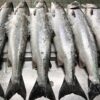 Image of Chilled and Fresh Wild River Tweed Salmon & Sea-Trout