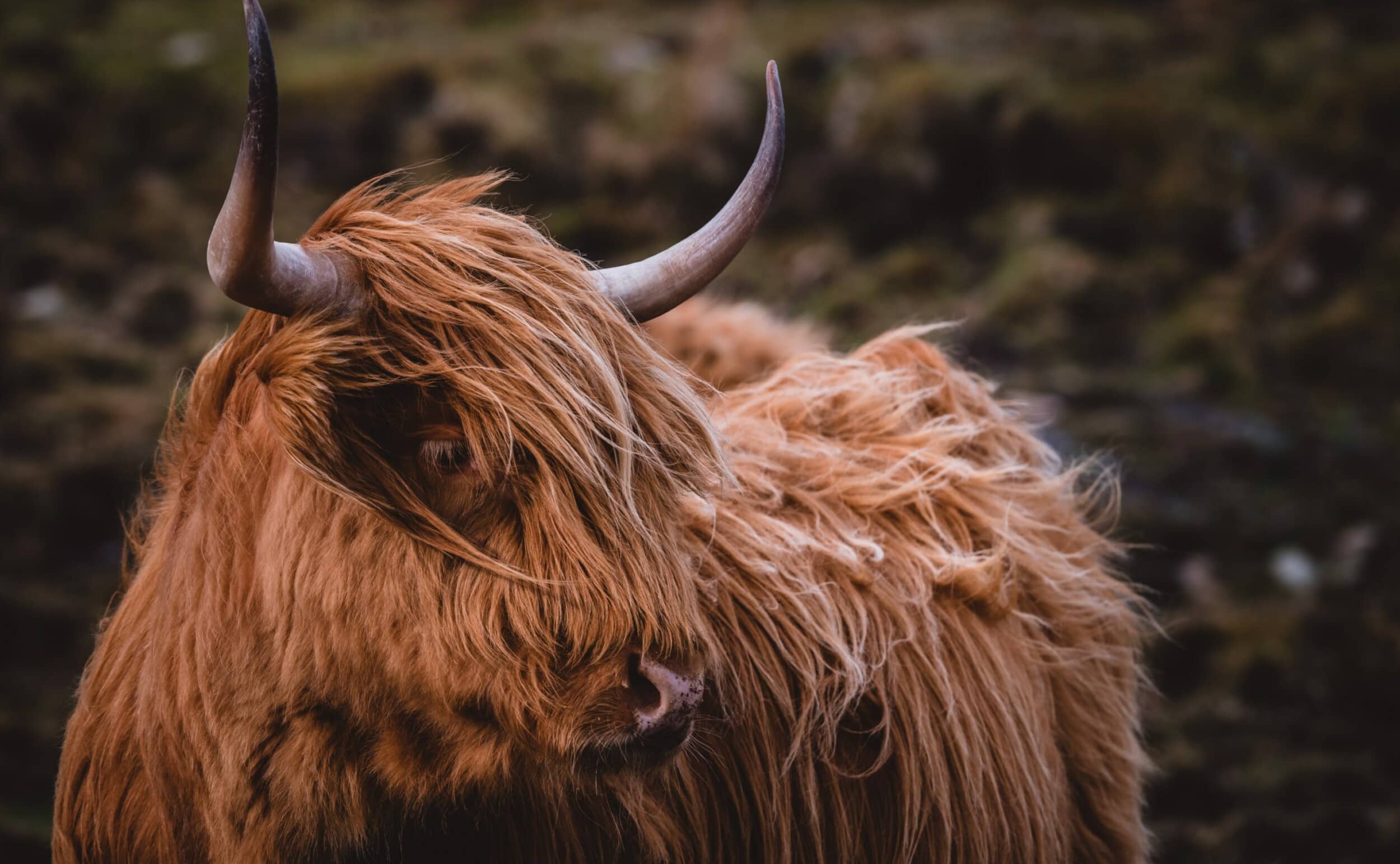 highland-cow